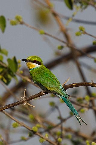 118 Okavango Delta, zwaluwstaartbijeneter.jpg